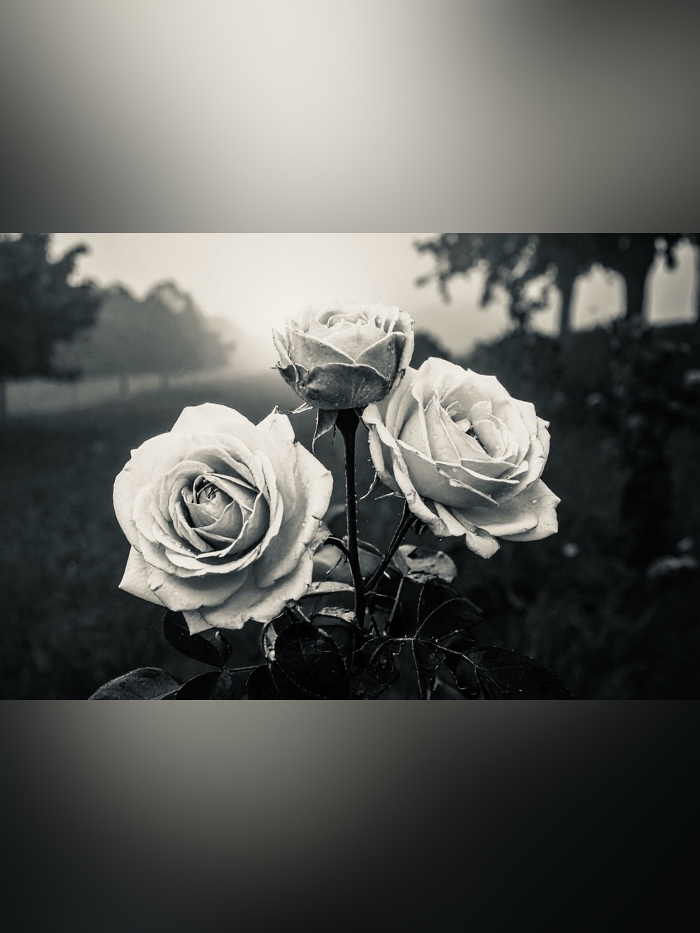 Timeless Black & White Rose Trio Fine Art Print